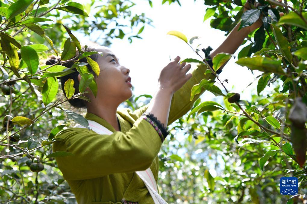 现金游戏网